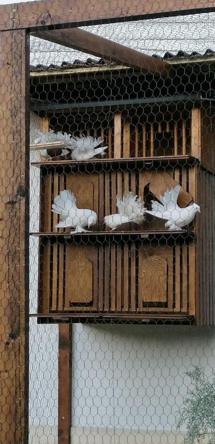 Ferienwohnung Maks Und Kris Sankt Andrä bei Frauenkirchen Exterior foto